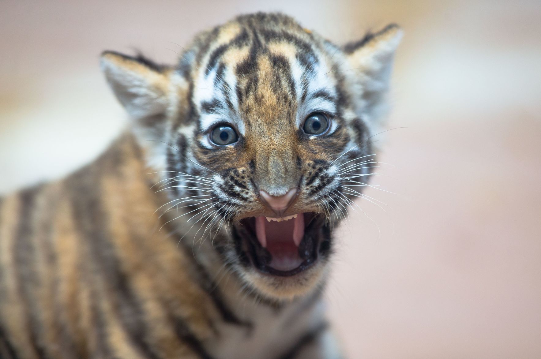 20180525_new_zooanimals019